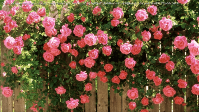 thumbfd9005cff0c6ac1d57504a3989ac06ad.PNG