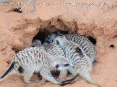 Mob membership benefits: Meerkats share beneficial gut bacteria