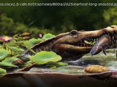 Earliest long-snouted fossil crocodile from Egypt reveals the African origins of seagoing crocs