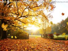 Miła niespodzianka na Wszystkich Świętych. Złota polska jesień wróciła