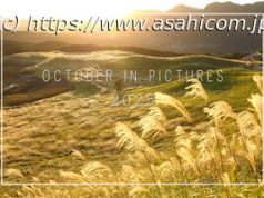 【写真まとめ】レンズがとらえた10月